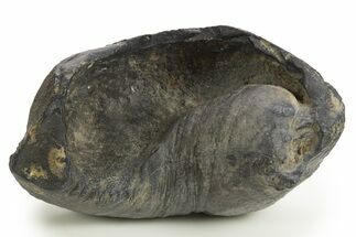 Large, Fossil Whale Ear Bone - South Carolina #325707