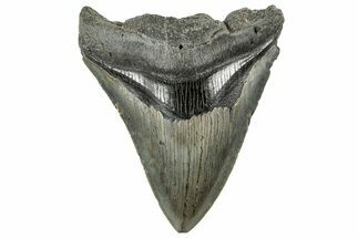 Serrated, Fossil Megalodon Tooth - South Carolina #321259