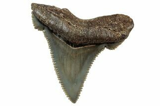Serrated Angustidens Tooth - Megalodon Ancestor #326311
