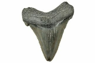 Serrated Angustidens Tooth - Megalodon Ancestor #326313