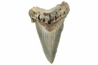 Serrated Angustidens Tooth - Megalodon Ancestor #326371