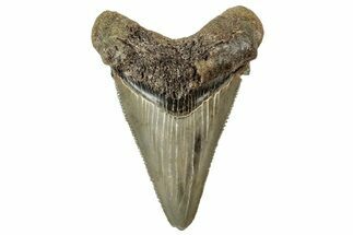 Serrated Angustidens Tooth - Megalodon Ancestor #326372