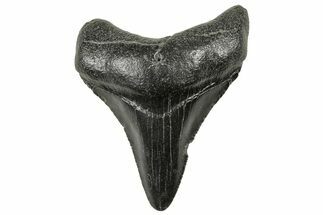 Juvenile Megalodon Tooth - South Carolina #326374
