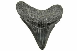 Serrated, Juvenile Megalodon Tooth - South Carolina #326375