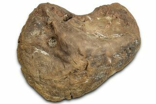 Dinosaur Calcaneum (Heel Bone) - Montana #326420