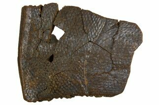 Cretaceous Fossil Turtle Shell Section - Judith River Formation #326446