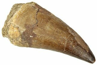 Fossil Mosasaur (Prognathodon) Tooth - Morocco #326427