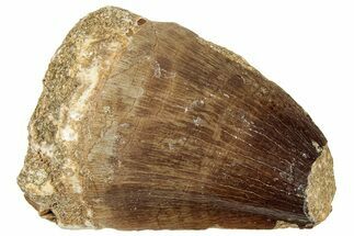 Fossil Mosasaur (Prognathodon) Tooth - Morocco #326444