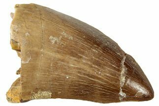 Fossil Mosasaur (Prognathodon) Tooth - Morocco #326447
