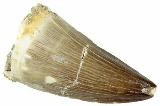 Fossil Mosasaur (Prognathodon) Tooth - Morocco #326454