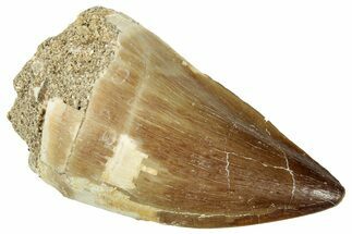 Fossil Mosasaur (Prognathodon) Tooth - Morocco #326459