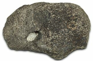 Hadrosaur (Hypacrosaurus) Coracoid Bone - Montana #326463