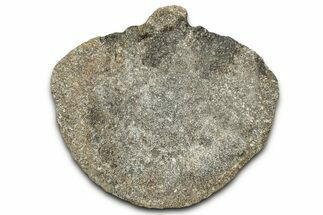 Fossil Dinosaur Vertebra Centrum - Montana #326466