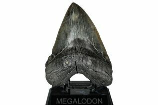 Fossil Shark Teeth For Sale