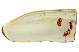 Polished Colombian Copal ( g) - Contains Termites! #326724