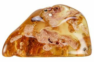 Polished Colombian Copal ( g) - Contains Termites & Beetles! #326730