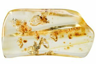 Polished Colombian Copal ( g) - Contains Termites! #326737