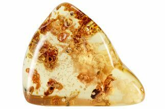 Polished Colombian Copal ( g) - Contains Termites & Beetle! #326739