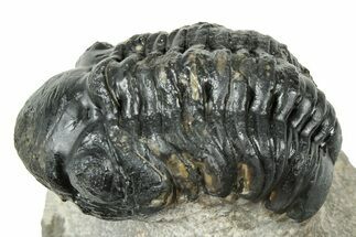 Detailed Reedops Trilobite - Atchana, Morocco #325866
