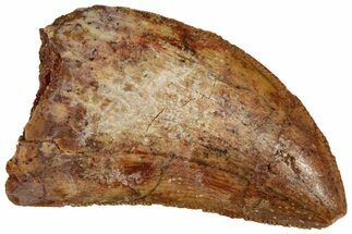 Serrated, Juvenile Carcharodontosaurus Tooth - Morocco #326832
