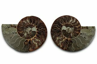 Cut & Polished, Agatized Ammonite Fossil - Madagascar #318108