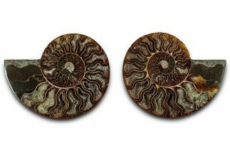Cut & Polished, Agatized Ammonite Fossil - Madagascar #318114