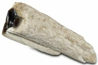 Petrified Wood Limb Section - Nevada #326699