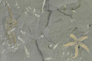 Two Ordovician Brittle Stars (Ophiura) - Morocco #327199