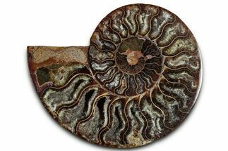 Cut & Polished Ammonite Fossil (Half) - Madagascar #318059