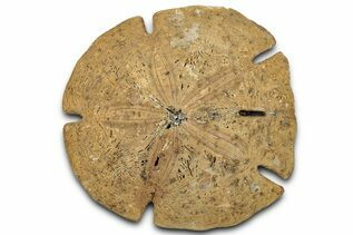 Sand Dollars For Sale