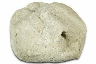 Miocene Heart Urchin (Echinocardium) Fossil - Maryland #327214