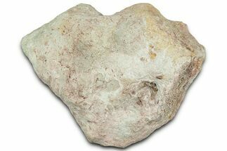 Miocene Fossil Seal Molar in Situ - Bakersfield, California #327224