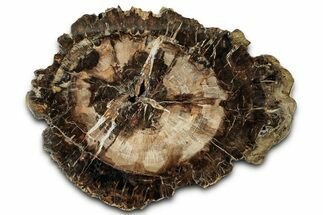 Beautiful Petrified Wood (Araucaria) Round - Madagascar #327319