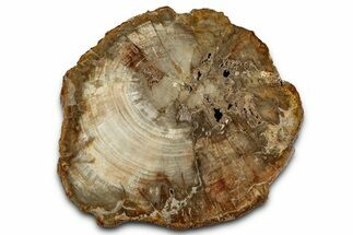 Beautiful Petrified Wood (Araucaria) Round - Madagascar #327327