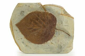 Fossil Leaf (Davidia) - Montana #327173