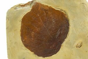 ★☆中古美品！ FOSSIL Natural 154cm 2017年モデル 赤 12 Articulated Ichthyosaur Vertebra - Port Mulgrave, England