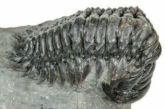 Curled Crotalocephalina Trilobite - Atchana, Morocco #327543