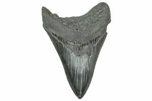 Serrated, Fossil Megalodon Tooth - South Carolina #327552