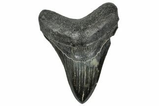 Fossil Megalodon Tooth - South Carolina #327555