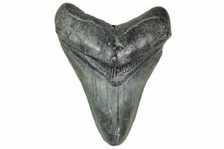 Fossil Megalodon Tooth - South Carolina #327559