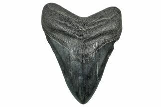 Fossil Megalodon Tooth - South Carolina #327563