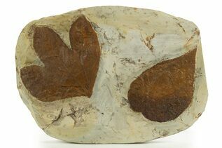 Plant Fossils For Sale