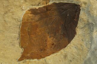 Fossil Leaf (Beringiaphyllum) - Montana #327201
