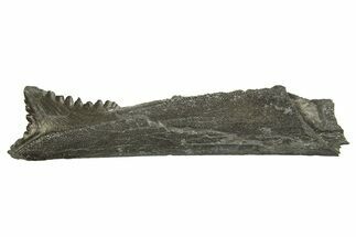 Bizarre Shark (Edestus) Jaw Section with Tooth - Carboniferous #327583