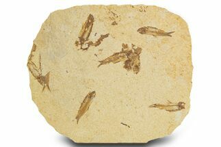 Fossil Fish (Knightia) Mortality Plate - Wyoming #327752
