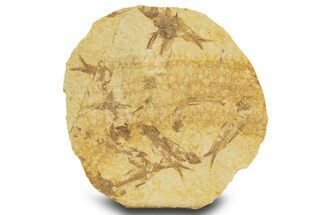 Fossil Fish (Knightia) Mortality Plate - Wyoming #327798