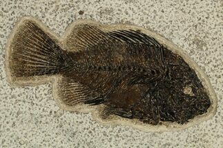 Detailed Fossil Fish (Cockerellites) - Wyoming #327812