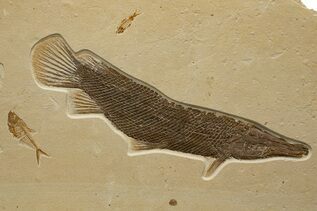Fish Fossils For Sale
