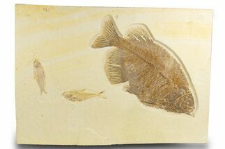 Phareodus Fossil Fish With Diplomystus & Knightia - Wyoming #327822