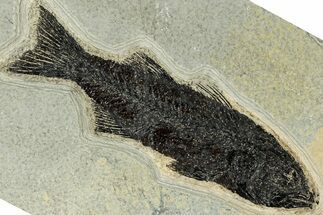 Uncommon Fossil Fish (Mioplosus) - Wyoming #327824